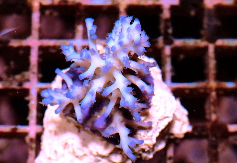 Acropora Echinata Icefire